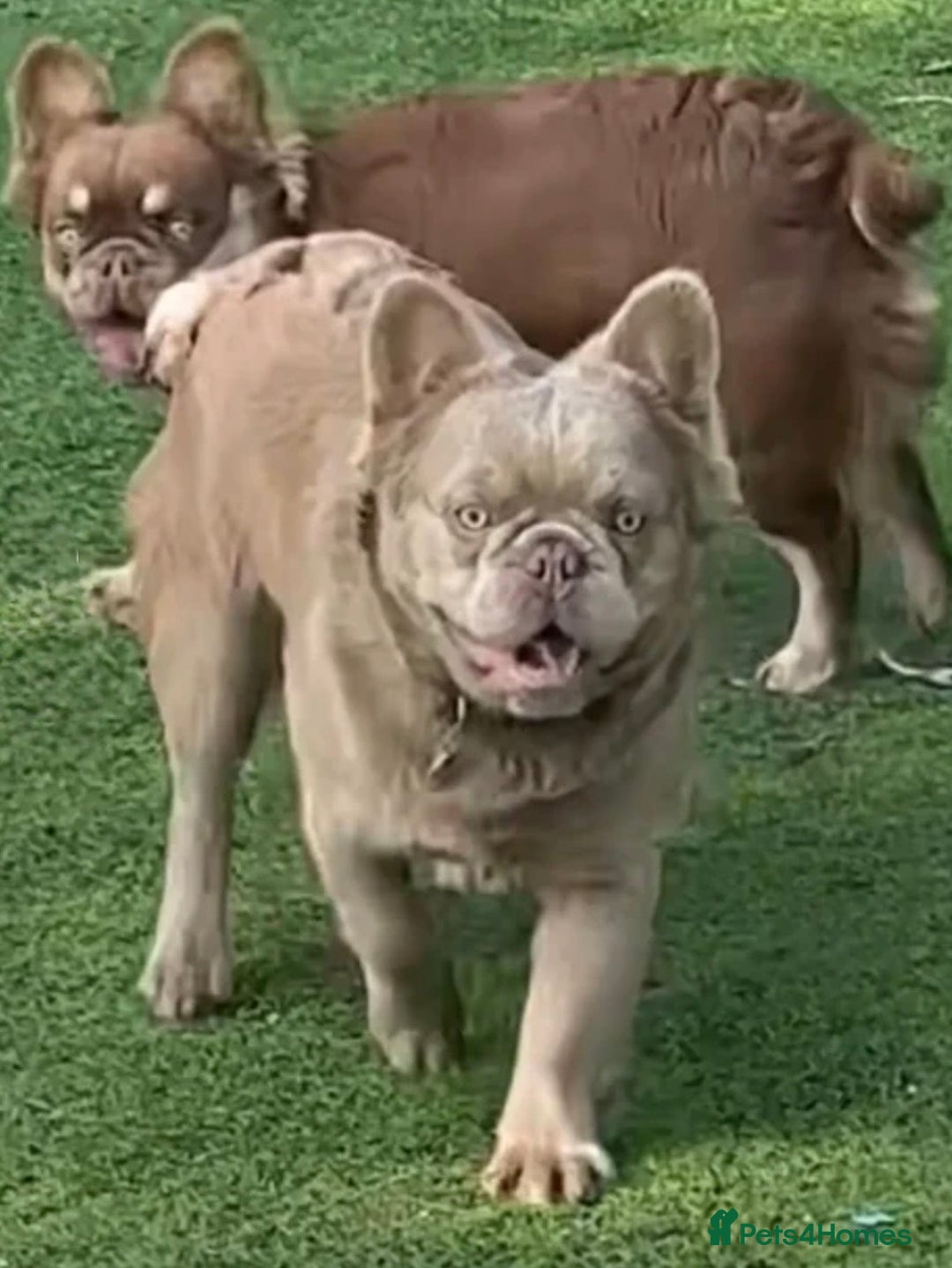 French Bulldog dogs for sale: Fluffy French bulldog Orion almost 2 years old - Advert 3