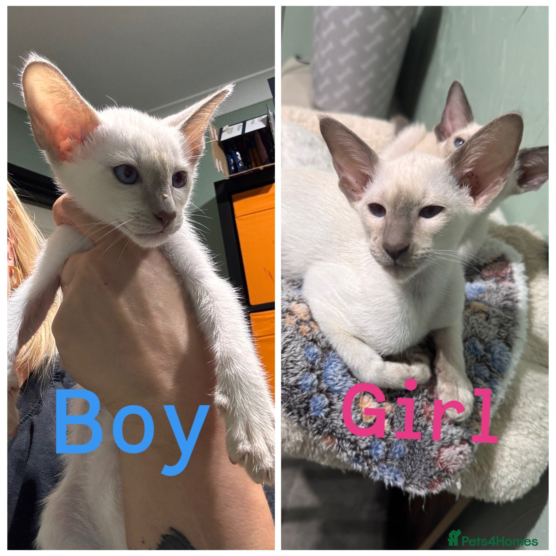 Siamese cats Ready now-2 cute lilac Siamese kittens available - Advert 4