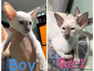 Siamese cats Ready now-2 cute lilac Siamese kittens available - Advert 4