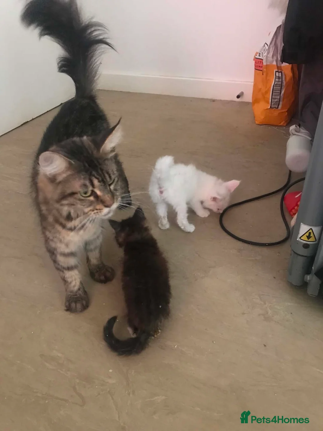 Maine Coon cats for sale: Active gccf Maine coon needs a home - Advert 2