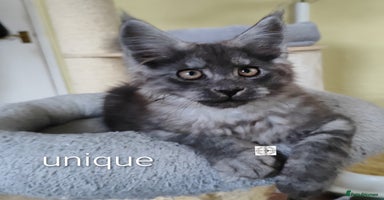 Maine Coon cats - Advert 6