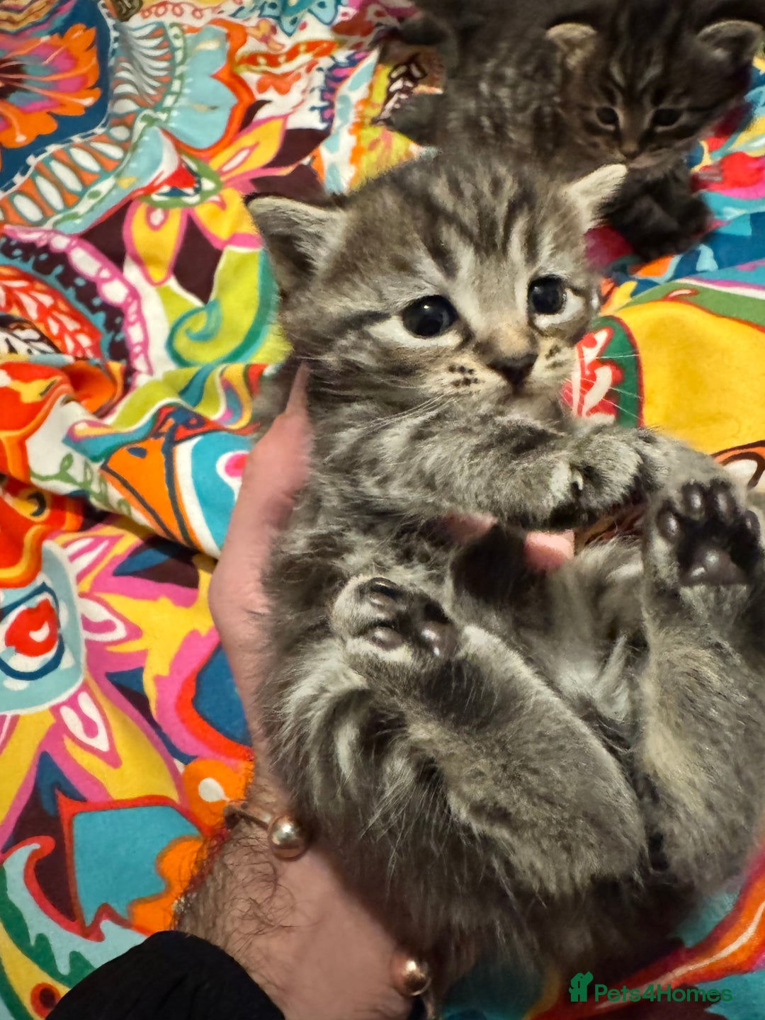 Mixed Breed cats for sale: 3 boys 3 girls  - Image 10