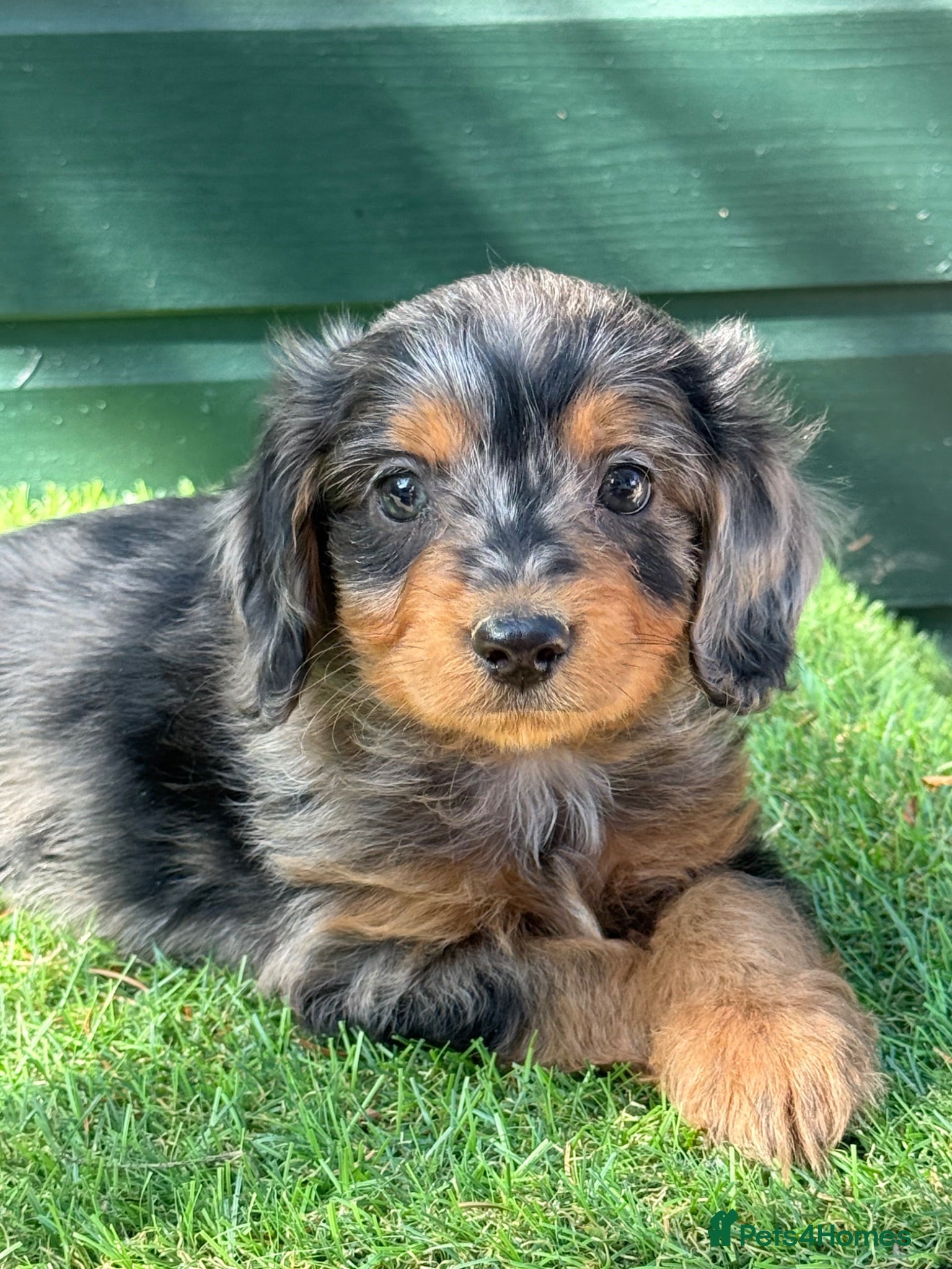 Cockapoo dogs Stunning Toy Cockapoo pups - Advert 2
