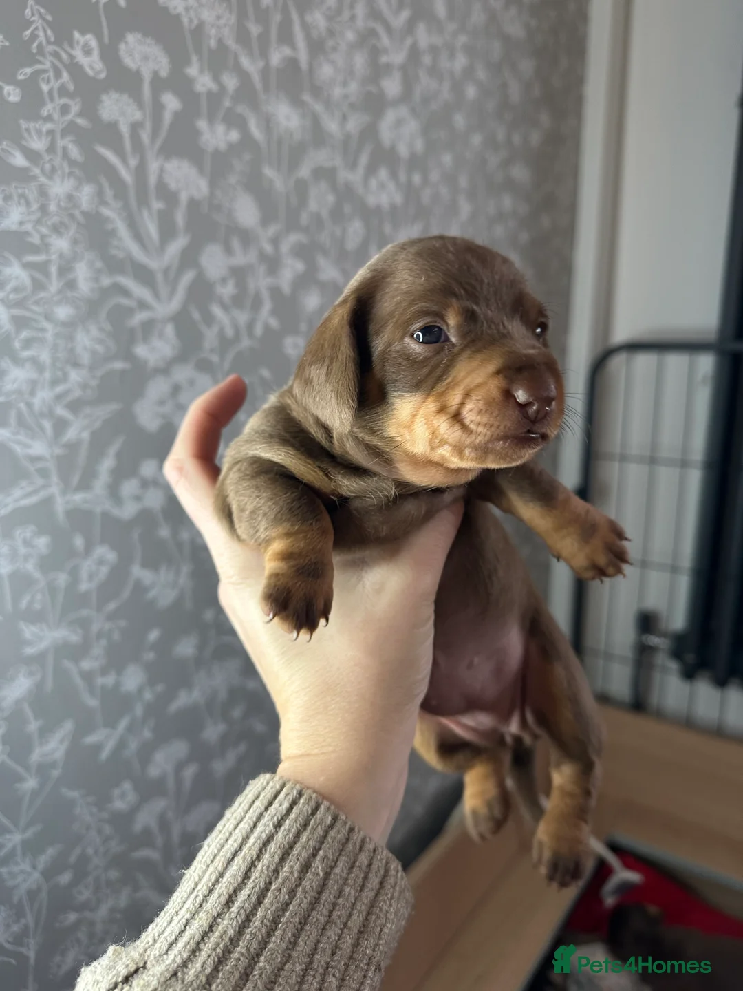 Miniature Dachshund dogs for sale: 3 beautiful miniature dachshund girls.  - Advert 14