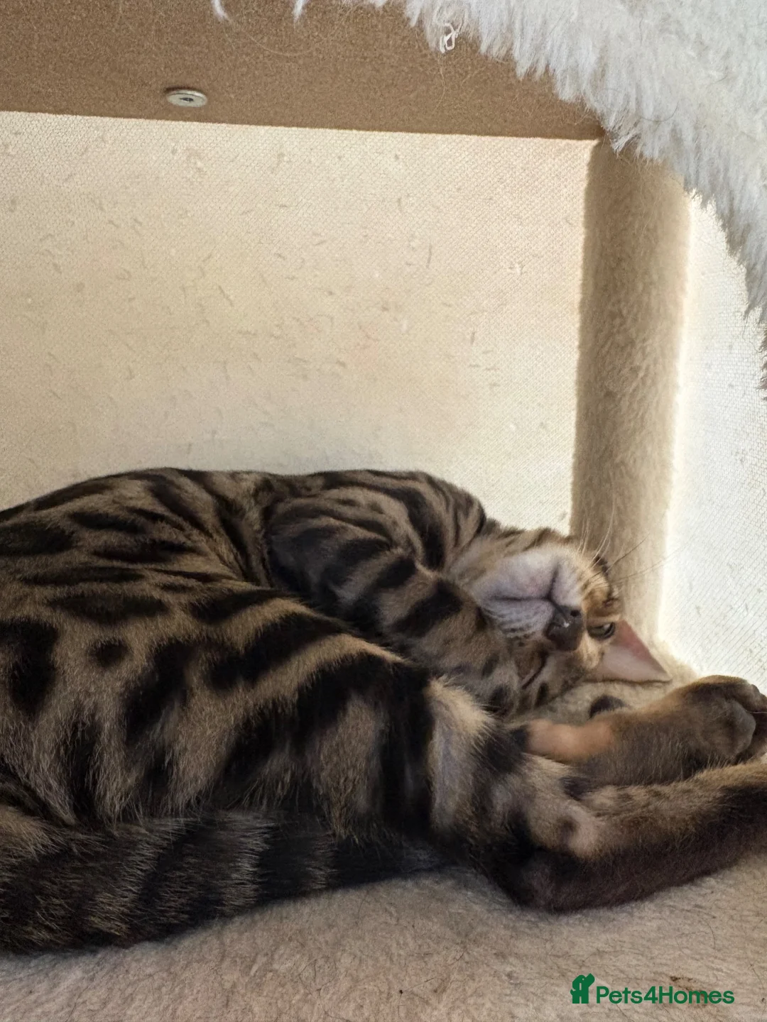 Bengal cats for sale: Beautiful Bengal kitten 🐾❤️ in Telford - Advert 2