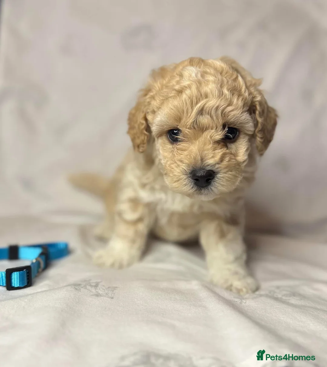 Toy Poodle dogs for stud: Charlie KC Toy poodle  extensively health tested  - Advert 29