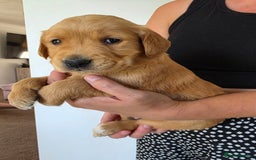 Golden Retriever dogs for sale: Dark Working Golden Retriever puppies  - Image 10