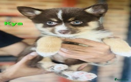 Pomsky dogs for sale: Ready now -Stunning F4 Pomskies, 6kg as adults  - Image 20
