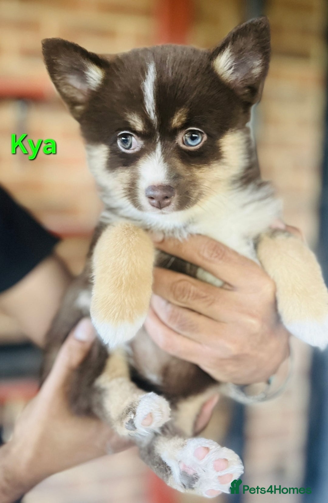 Pomsky dogs for sale: Ready now -Stunning F4 Pomskies, 6kg as adults  - Image 20