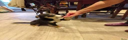 Border Collie dogs for sale: Border Collie Pups - Advert 6