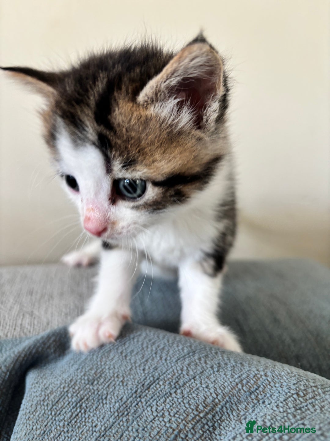 British Shorthair cats for sale: Four hand reared kittens Please read the info - Advert 9