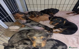 Dachshund dogs for sale: Dachsunds 3/4 breed - Image 4
