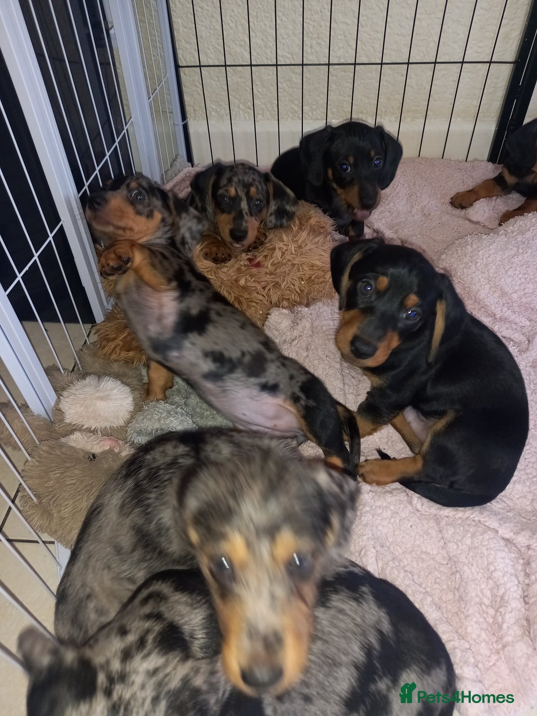 Dachshund dogs for sale: Dachsunds 3/4 breed - Image 4
