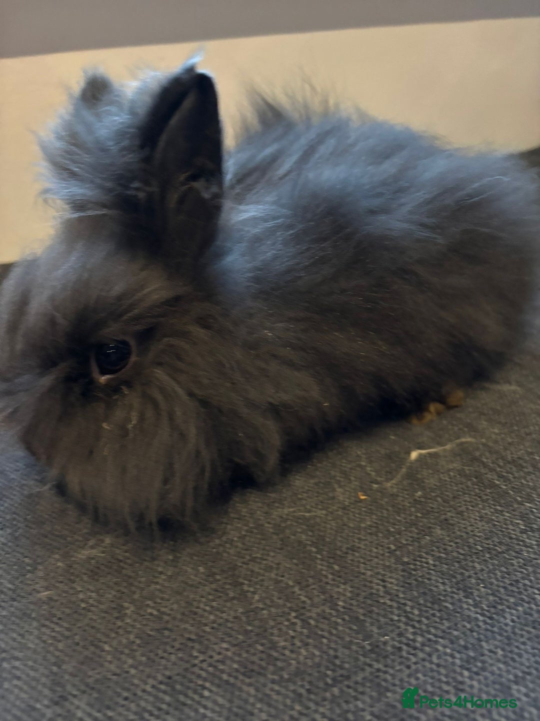 Angora rabbits for sale: True Angora Baby Rabbits  - Advert 10