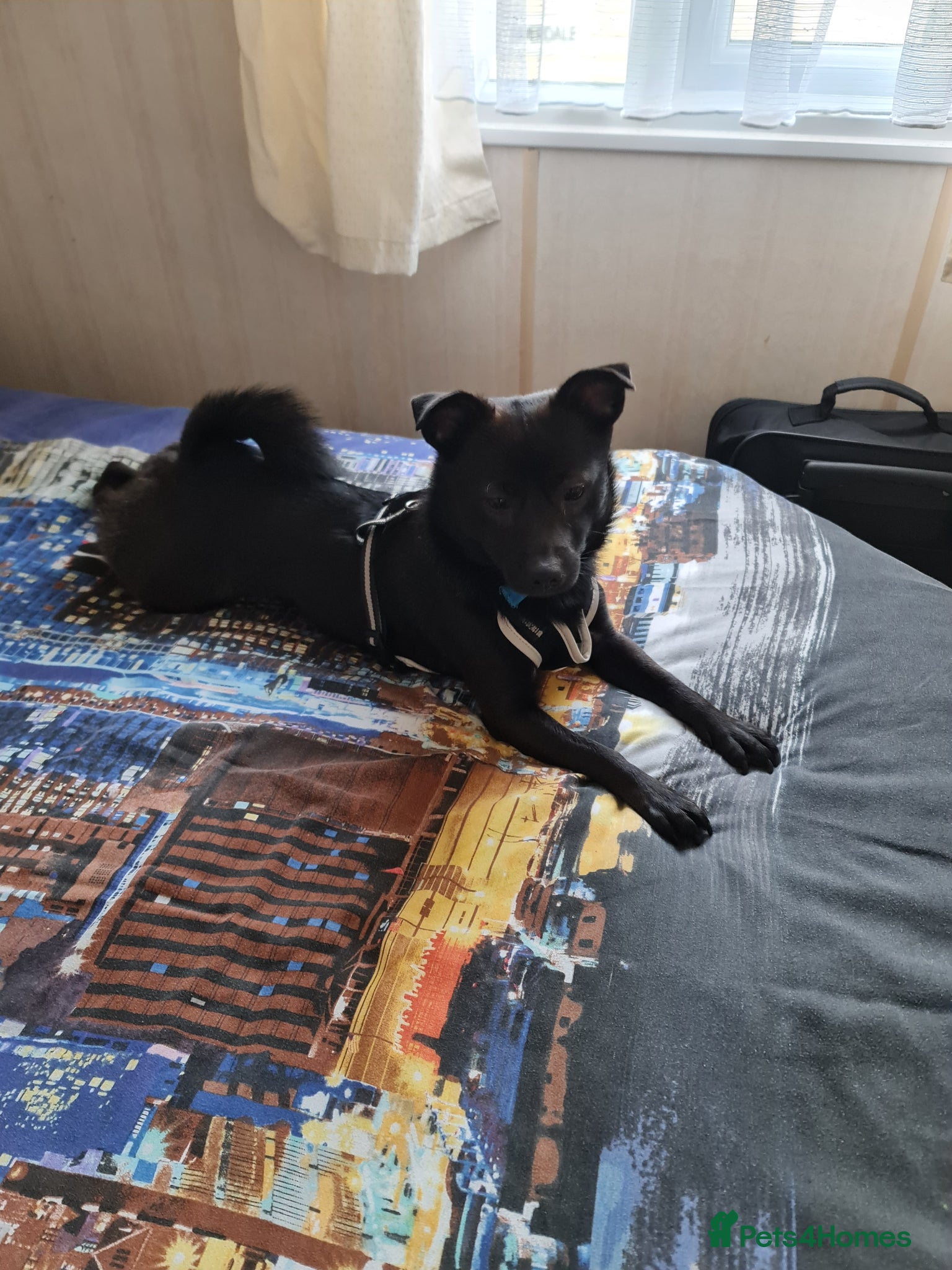 Mixed Breed dogs Jack  - Advert 1