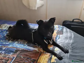 Mixed Breed dogs Jack - Advert 1