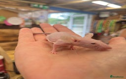Mouse rodents for sale: Fancy mice does available coated and hairless  - Image 4
