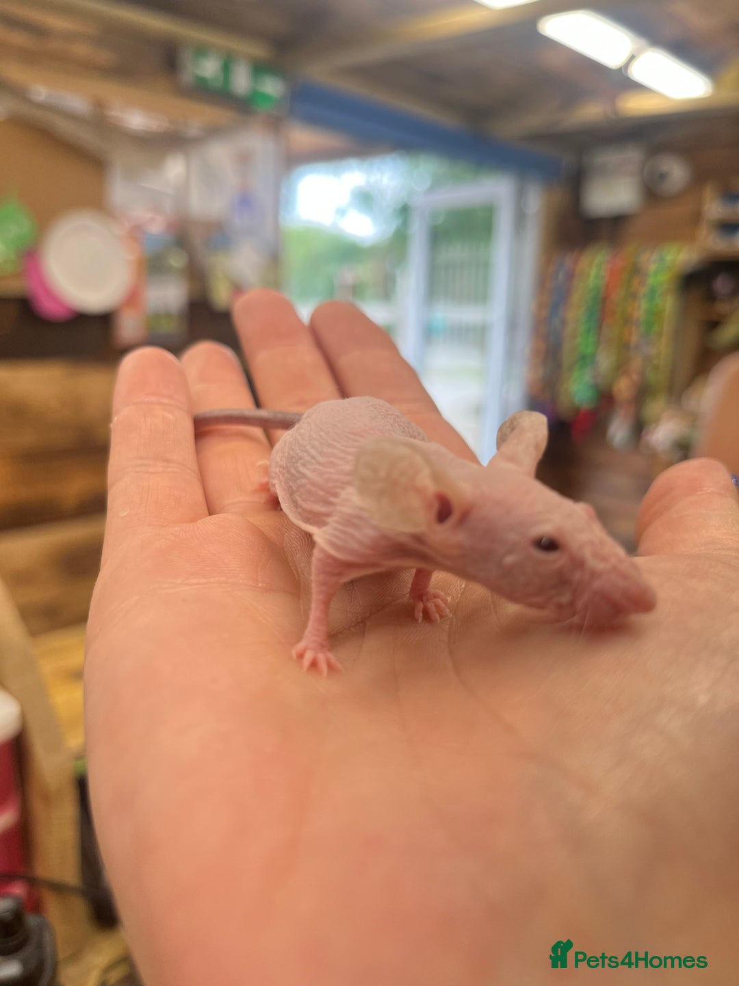 Mouse rodents for sale: Fancy mice does available coated and hairless  - Image 4