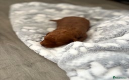 Jackapoo dogs for sale: Beautiful litter of 6 F1B Jackapoos - Image 14