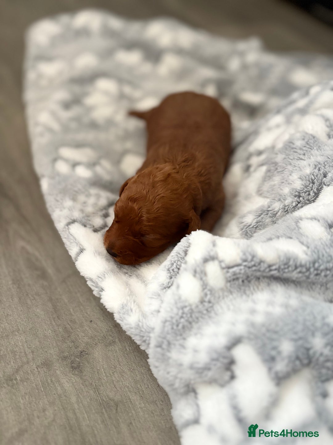 Jackapoo dogs for sale: Beautiful litter of 6 F1B Jackapoos - Image 14