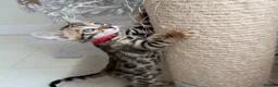 Bengal cats for sale: TICA Registered Bengal Kittens - Advert 34