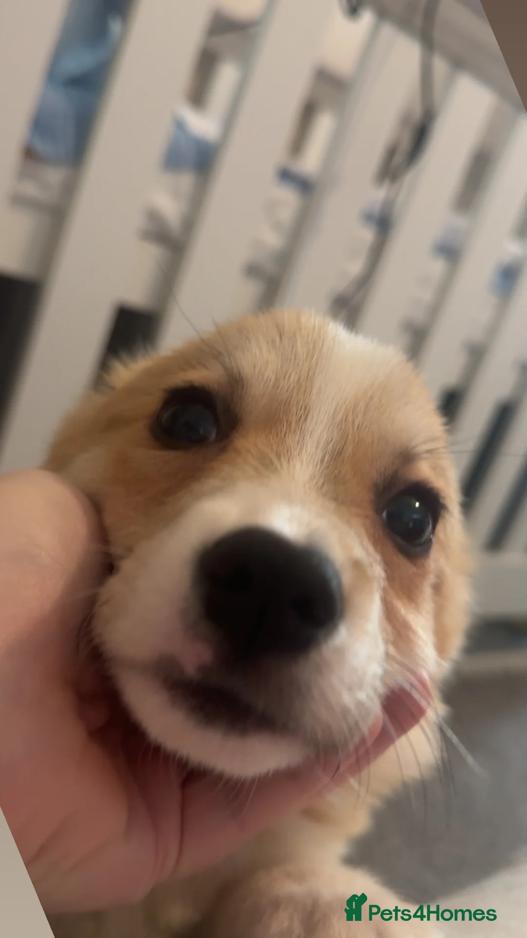 Welsh Corgi Pembroke dogs for sale: Last girl Welsh Pembroke corgi READY TO LEAVE - Advert 13