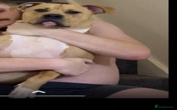 Mixed Breed dogs for sale: Mr bear  - Image 4