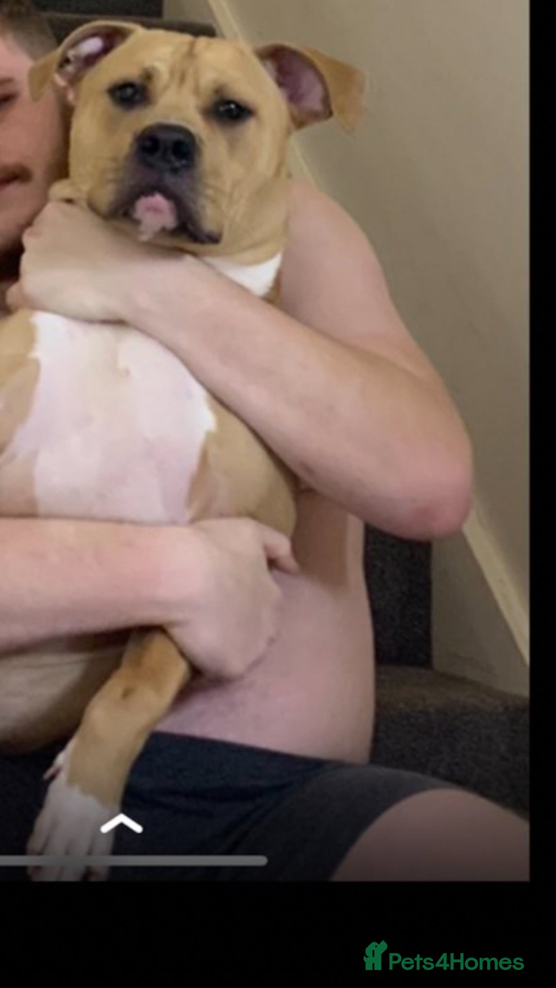 Mixed Breed dogs for sale: Mr bear  - Image 4