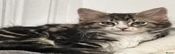 Mixed Breed cats for sale: 🐾 Stunning Long-Haired Male Kitten For Sale 🐾 - Advert 6