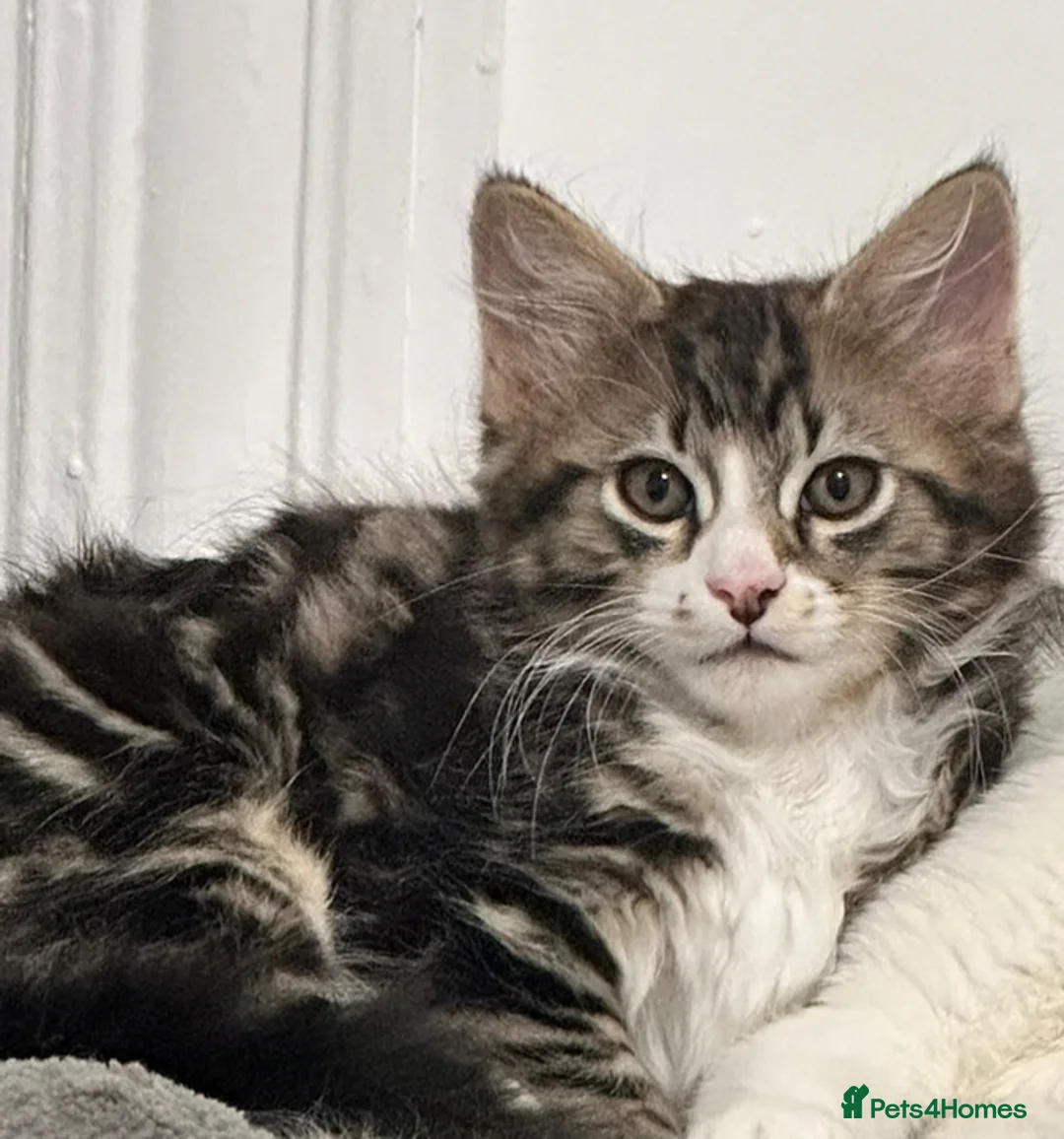 Mixed Breed cats for sale: 🐾 Stunning Long-Haired Male Kitten For Sale 🐾 - Advert 6