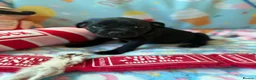 Staffordshire Bull Terrier dogs for sale: Lovely staffy puppies looking for there new homes  - Advert 4