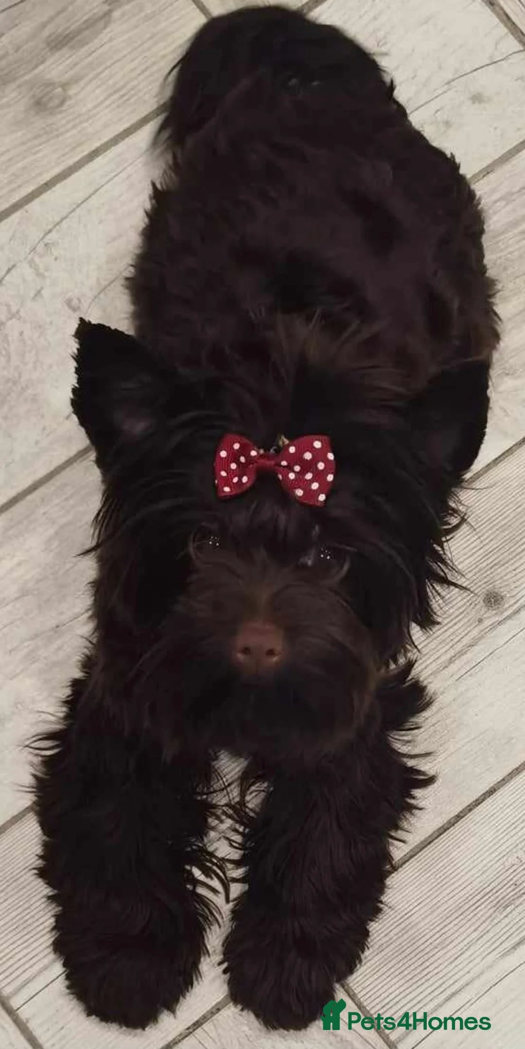 Yorkshire Terrier dogs for sale: Black Yorkie - Advert 2