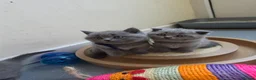 Scottish Fold cats for sale: 7 Scottish fold 😍beautiful  healthy kittens - Advert 25