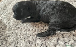 Cavapoo dogs for sale: 2 Gorgeous blacks cavapoo puppies  - Image 1