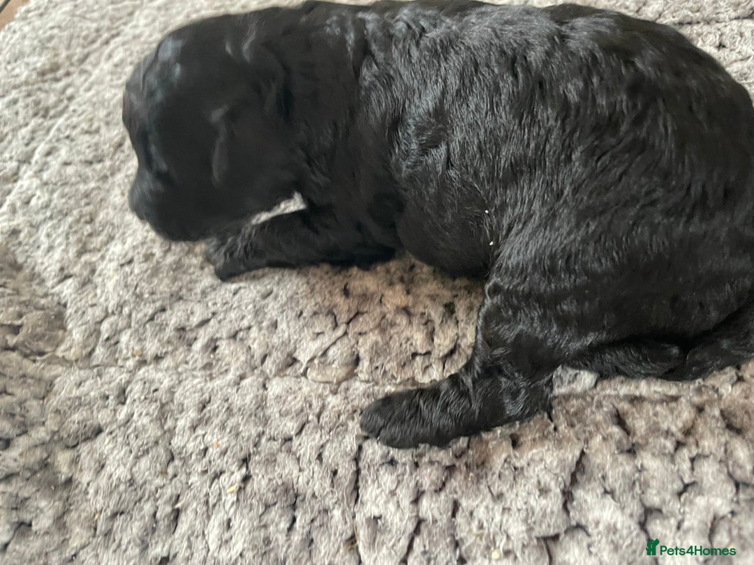 Cavapoo dogs for sale: 2 Gorgeous blacks cavapoo puppies  - Image 1