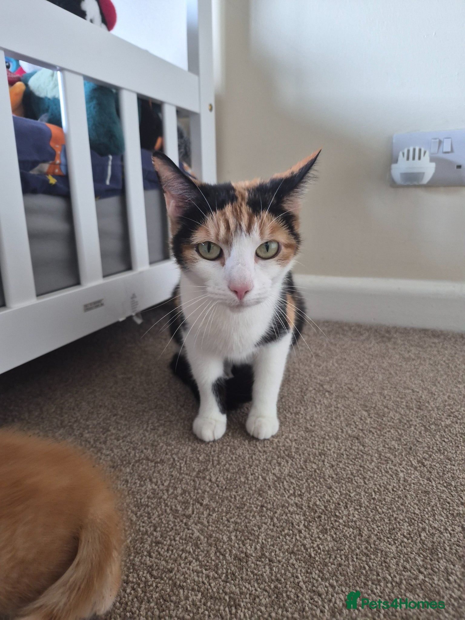 Mixed Breed cats 3 Female kittens available - Advert 3