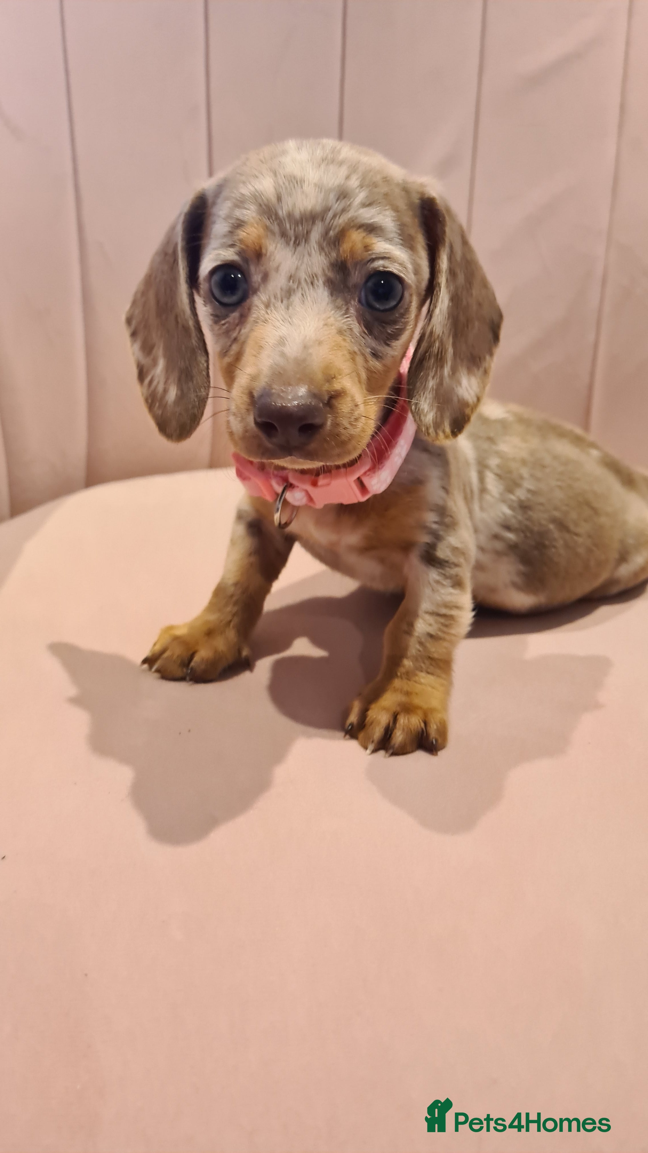 Miniature Dachshund dogs Lilac dapple daxies ready soon 3 girls 2 boys left - Advert 1