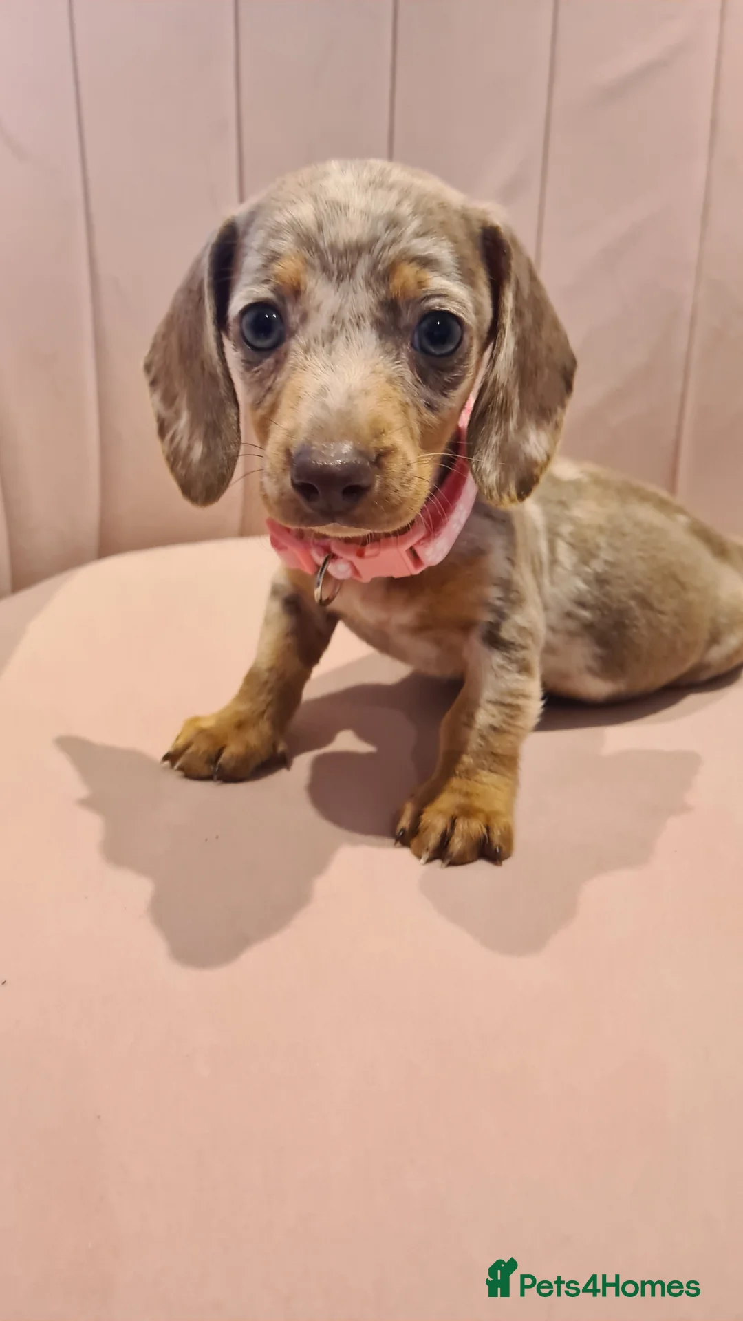 Miniature Dachshund dogs for sale: Lilac dapple daxies ready soon 3 girls 2 boys left - Advert 1