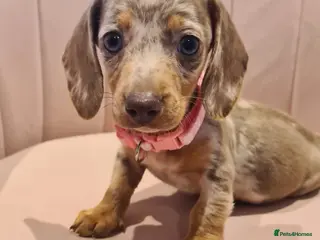 Miniature Dachshund dogs Lilac dapple daxies ready soon 3 girls 2 boys left - Advert 2