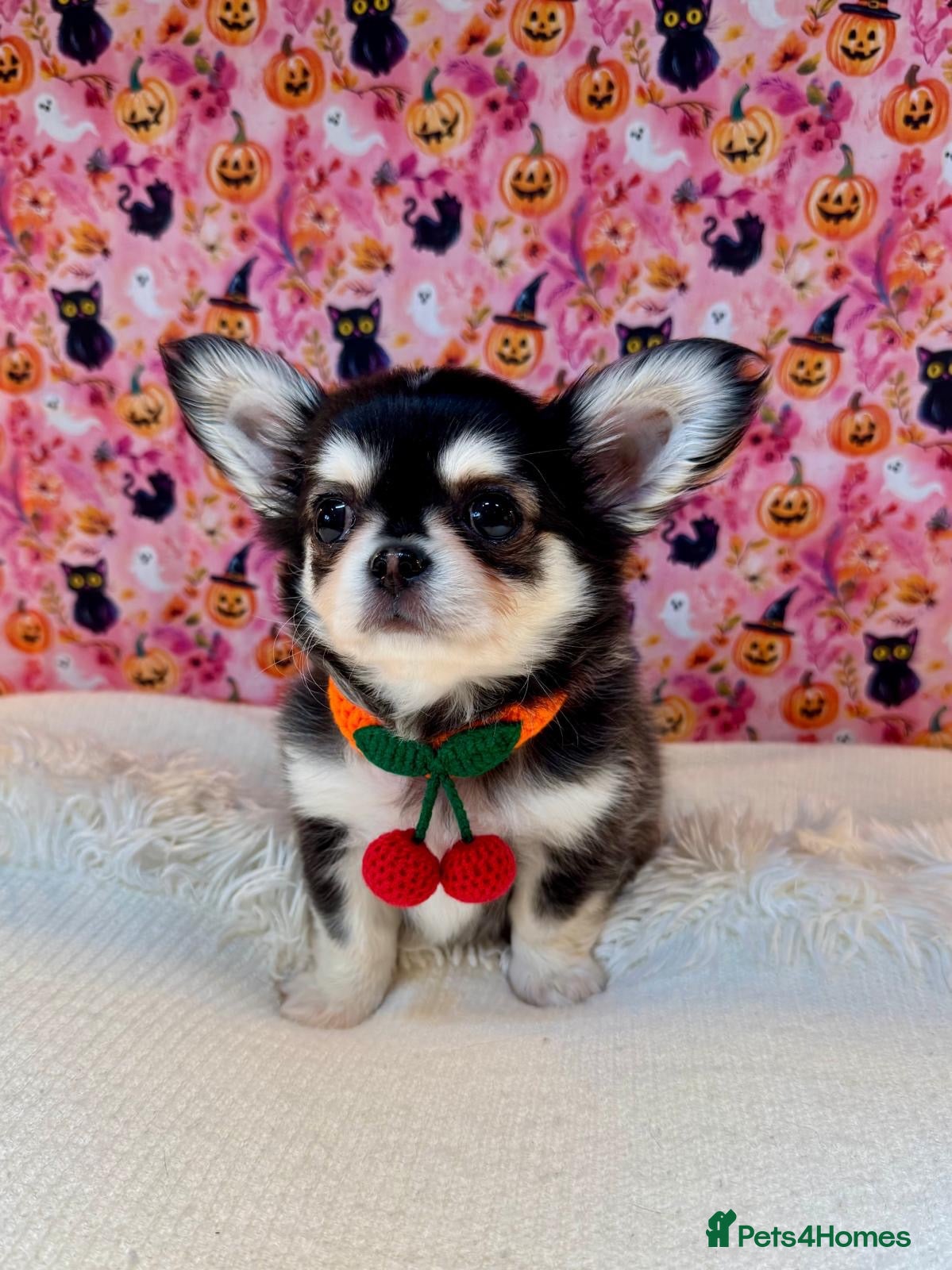Chihuahua dogs for sale: 🤎🐾🖤Exotic LC RKC Husky Marking Boys🖤🐾🤎 - Advert 2