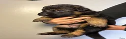 German Shepherd dogs for sale: 🐾 Beautiful German Shepherd Puppies 🐾 - Advert 16