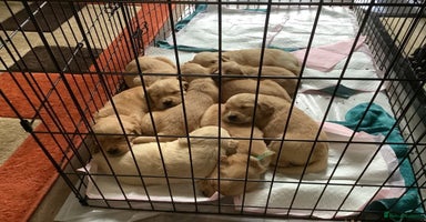 Golden Retriever dogs - Advert 3