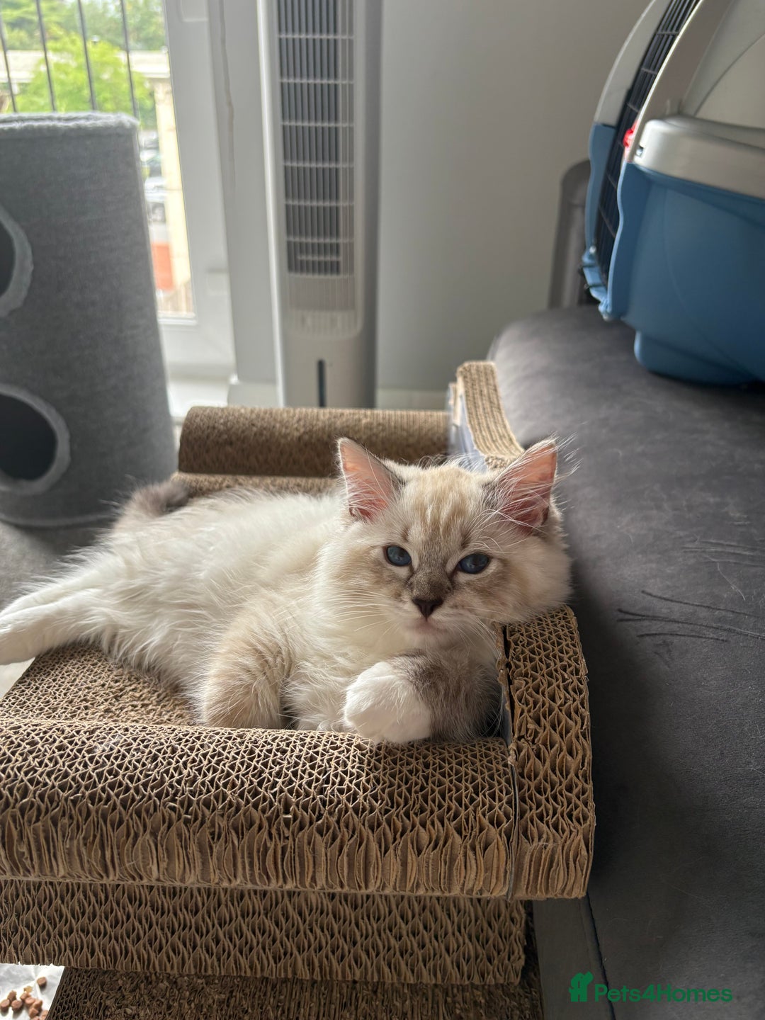 Ragdoll cats for sale: GCCF Registered Ragdolls 💛🖤💚 - Image 12