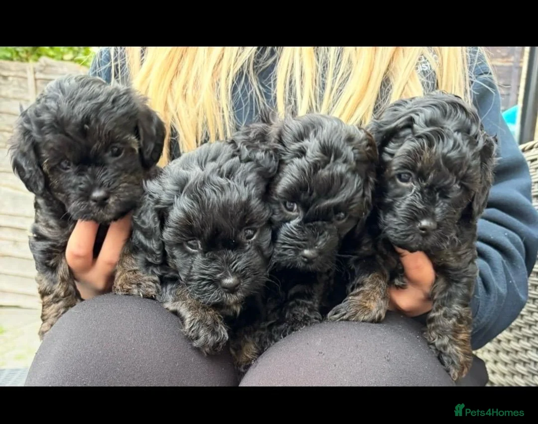 Mixed Breed dogs for sale: Shorkiepoo in Newport - Advert 1