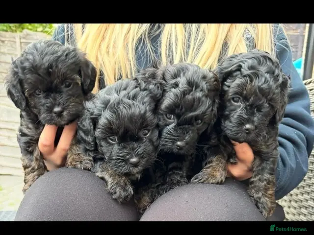 Mixed Breed dogs for sale: Shorkiepoo - Advert 1