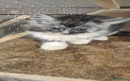 Maine Coon cats for sale: Pure maine coon kittens - Advert 9