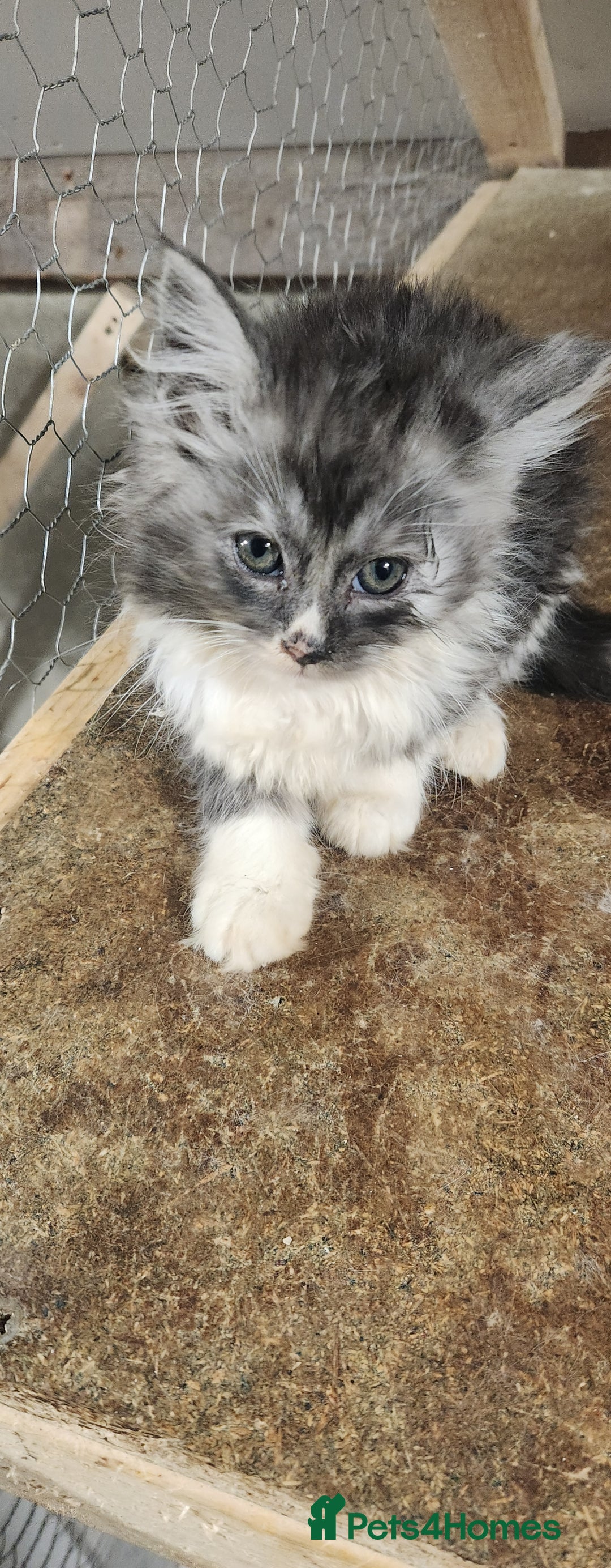 Maine Coon cats for sale: Pure maine coon kittens - Advert 9