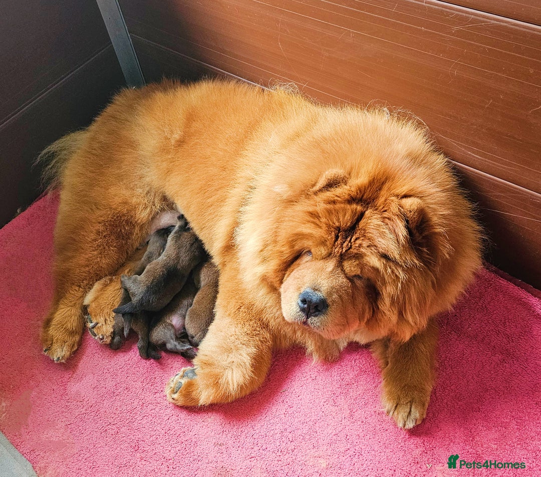 Chow Chow dogs for sale: Rare Crufts pedigree litter Kc registered  - Advert 7