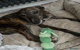 Lurcher dogs for sale: 🍁🦮 Henry 🖤 - Image 4