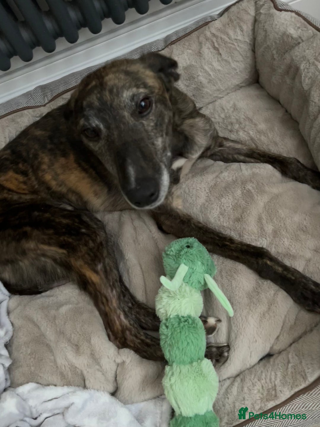 Lurcher dogs for sale: 🍁🦮 Henry 🖤 - Image 4